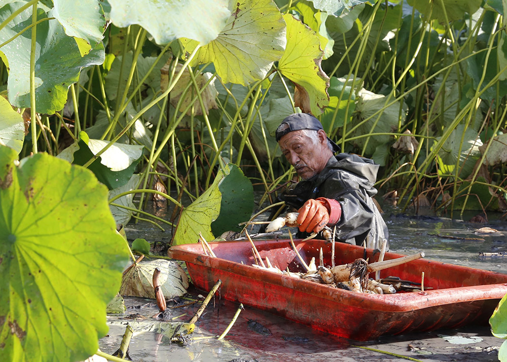 「暑いなかでの収穫」